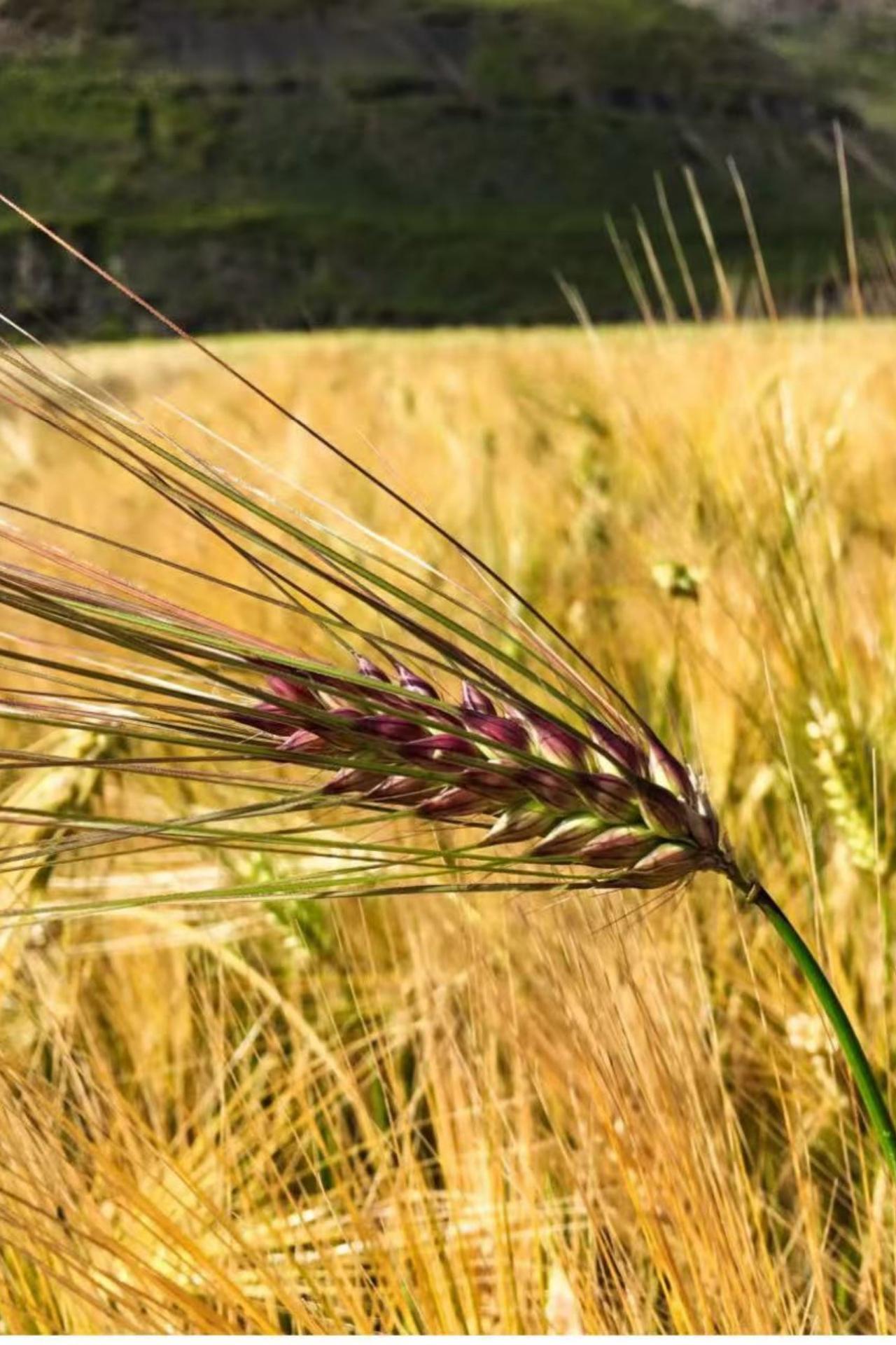 Hordeum vulgare